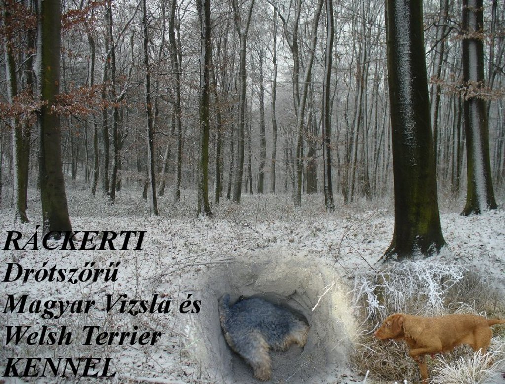 Rckerti Welsh Terrier s Drtszr Magyar Vizsla Kennel